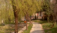 描写春天柳树的优美段落