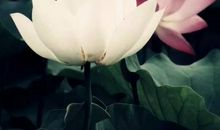 林清玄：孔雀的笑