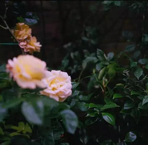 林庆轩：内外兼备