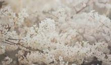 假如温暖可以成为一种理想