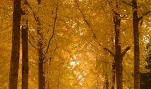 人生若只初相见