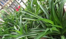 描写吊兰的好词好句子