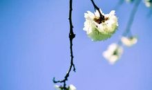 孤芳自赏的诗句