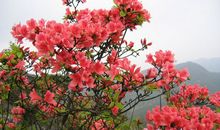 描写杜鹃花的好句好段