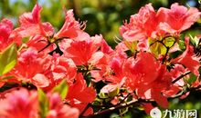 描写杜鹃花的优美句子