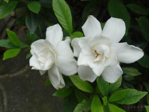 描述紫丁香花的好单词和句子