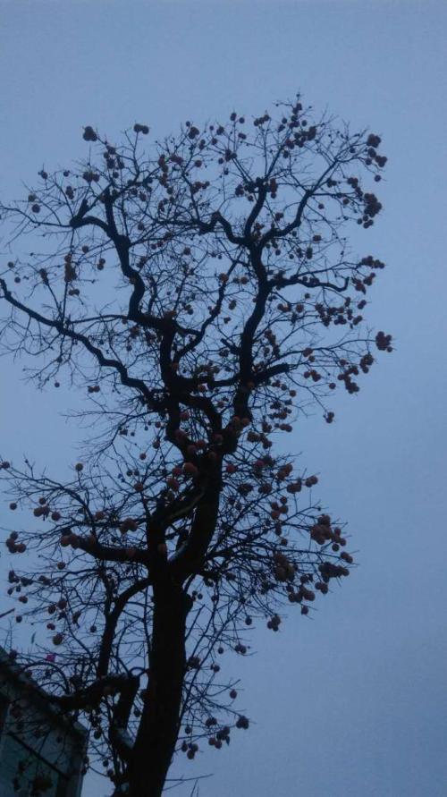 吴文英：风入松