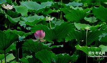 描写夏景的语段