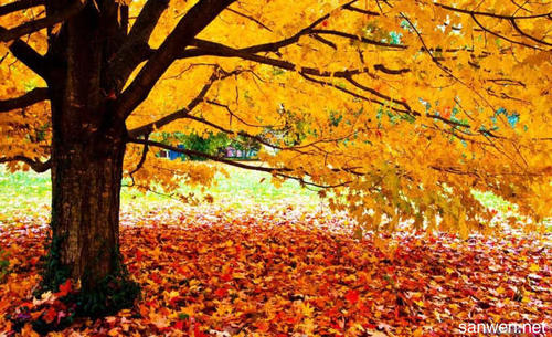 一个描述秋天的落叶的好句子