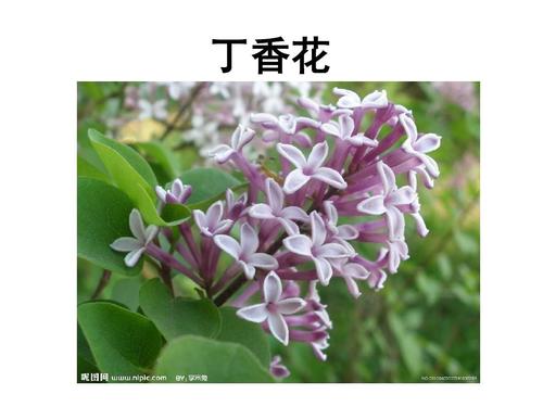 一段描述丁香花