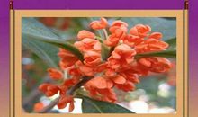 形容桂花的句子