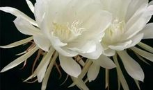 描写昙花的优美句子