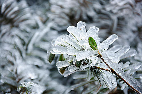描述冬季植物的句子