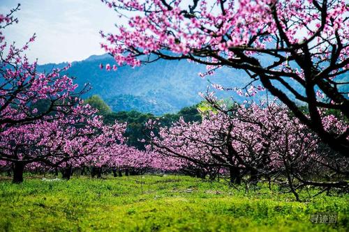 描述桃花森林之美的句子