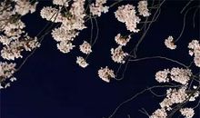 经典语录：孤独是上帝在提醒你，该充实自己了