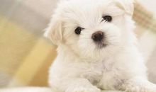 描写小狈可爱的句子