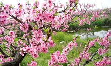 桃花为盟枯草为冠，为你一诺磐石