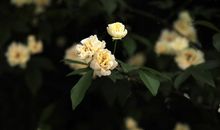 一朵白蔷薇读后感