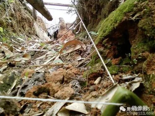 野外生存论文400字