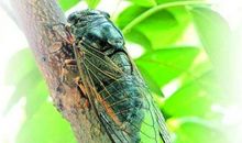 驴子与蝉读后感