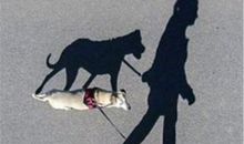 偷影子的人读后感800字