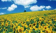 我爱向日葵作文