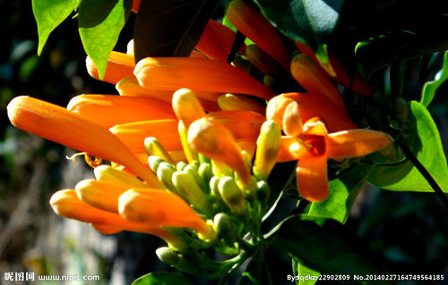 关于春天的花朵组成