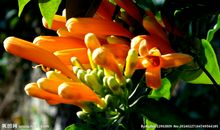 关于春天的花的作文