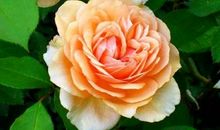 但愿某一日你能醒悟，怜惜眼前人