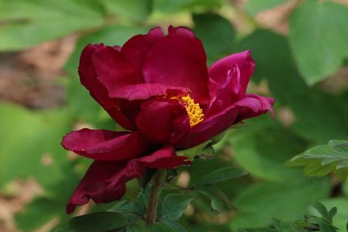 我喜欢牡丹成分