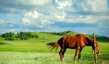 爱上一匹野马，我的心就是你的草原