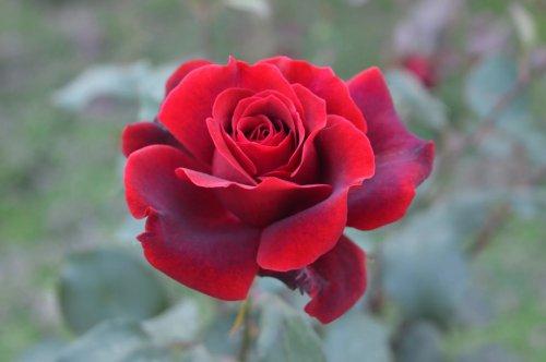 我喜欢玫瑰成分