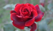 我喜欢月季花作文