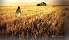 读麦田的守望者有感