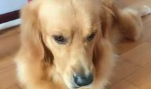 艾迪的金手指读后感