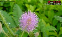 写含羞草的作文