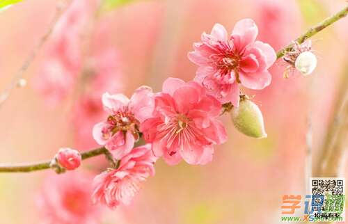 关于春天桃花的组成