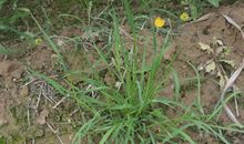 夏衍野草读后感