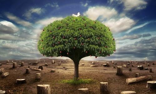 你永远不会拔树