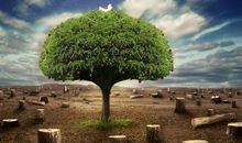 你永远拔不起一棵树