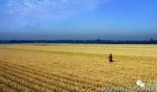 麦田里的守护者读后感