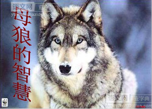 她狼的智慧