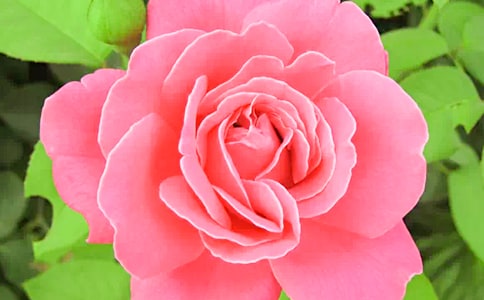 中国玫瑰作文500字