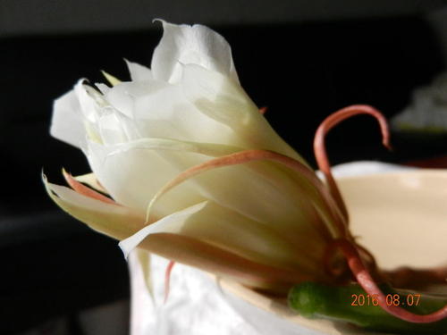 尽管锅中闪过，但香气仍在手指中