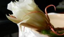 昙花虽一现，芳香在指间