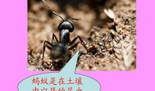 蚂蚁搬家的启示作文