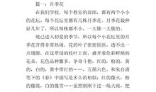月季花作文300字