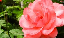 月季花的作文300字