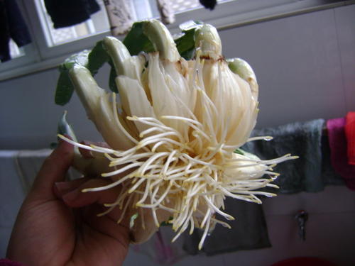 水仙花的观察日记