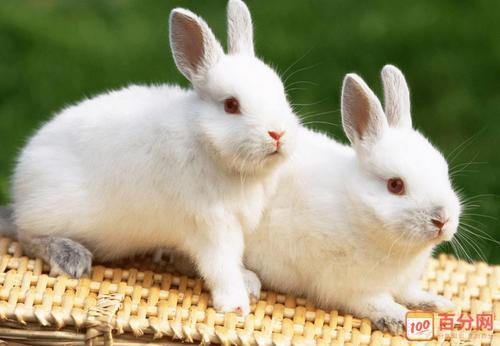 我的小兔子组成